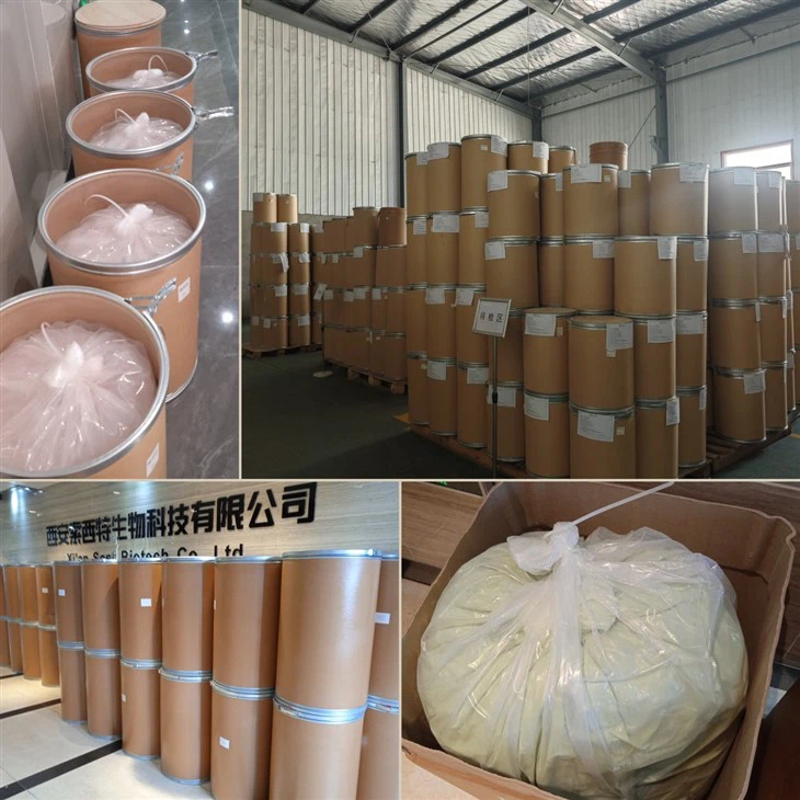 Cyclocybe Aegerita Powder high quality
